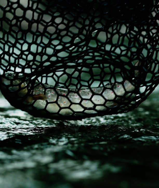 A fish caught in a net.