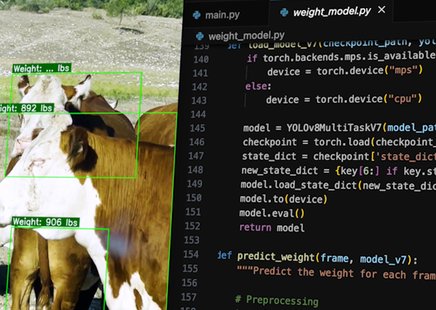 A split shot of livestock being analyzed in real time next to a snippet of code.